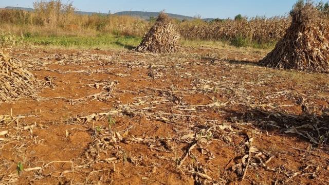 Stand for Sale in Norton