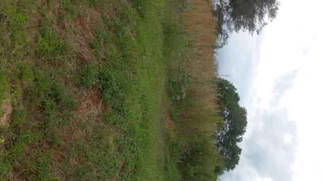 Stand for Sale in Borrowdale Brooke