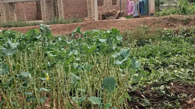 Residential Stand for Sale