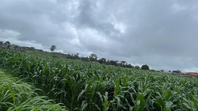 Stand for Sale in Borrowdale