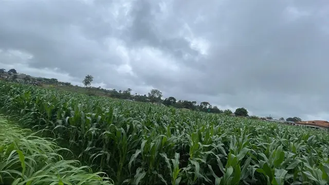 Commercial Stand for Sale