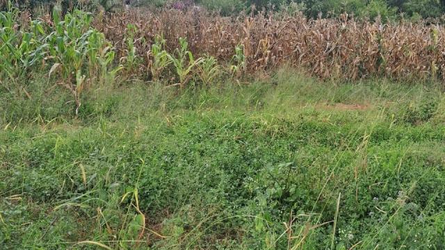 Stand for Sale in Borrowdale