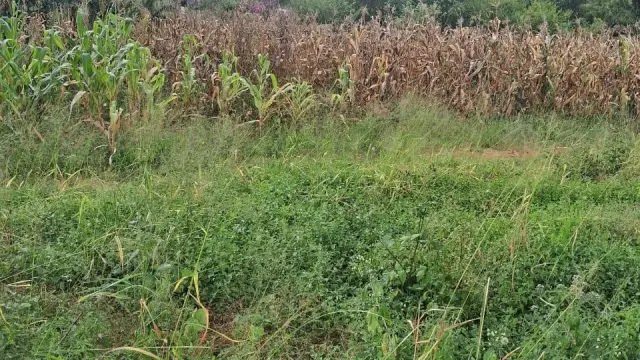 Residential Stand for Sale in Borrowdale