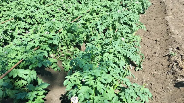 Farm/Plot for Sale in Galloway