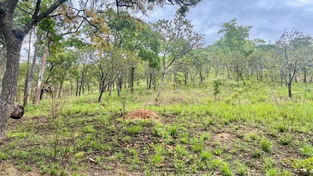 Stand for Sale in Carrick Creagh Estate