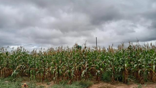 Stand for Sale in Sunway City