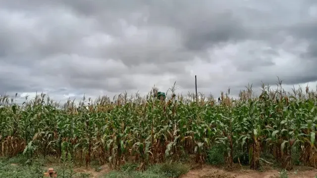 Residential Stand for Sale