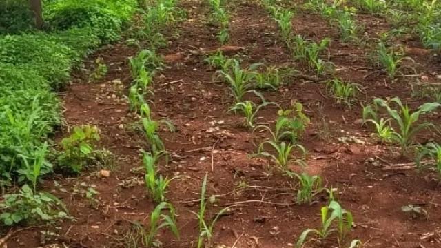 Stand for Sale in Crowhill Views