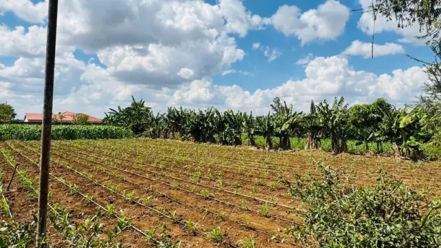 Farm/Plot for Sale in Norton