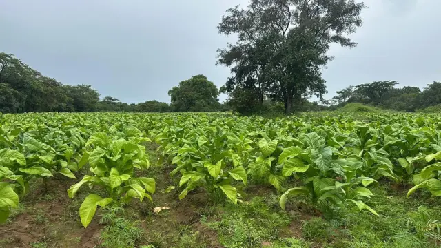 Farm/Plot for Sale inChegutu