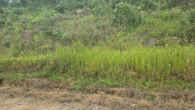 Farm/Plot for Sale inBindura