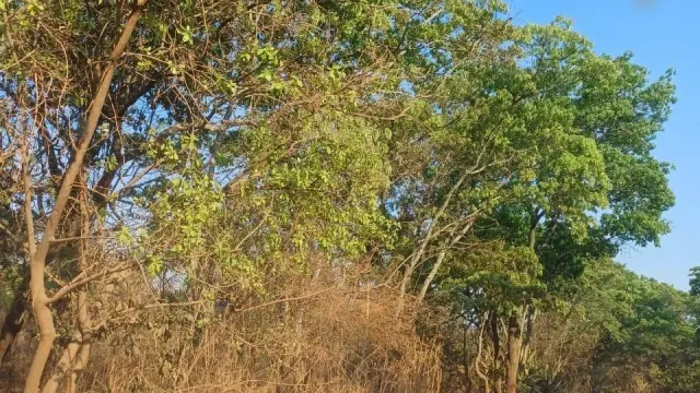 Farm/Plot for Sale in Glen Forest