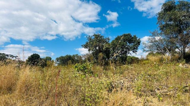 Stand for Sale in Charlotte Brooke