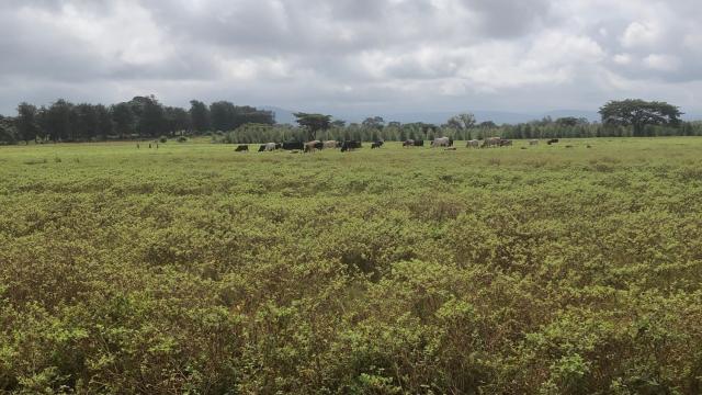 Stand for Sale in Chipinge