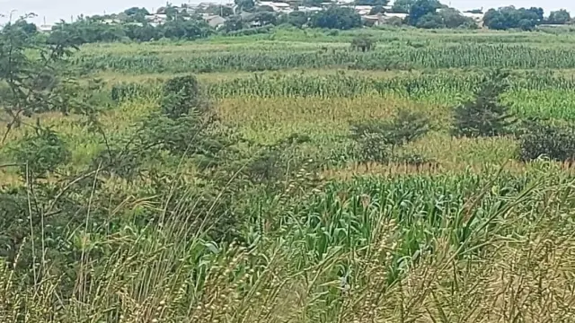 Commercial Stand for Sale inKaroi