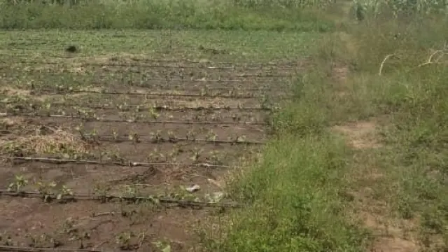 Farm for Sale