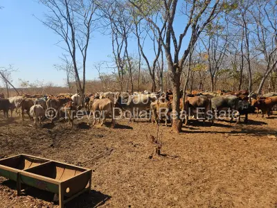 Farm for Sale in Gweru CBD