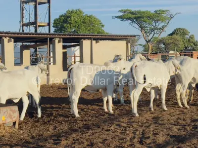 Farm/Plot For Sale in Figtree