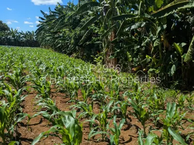 Farm/Plot For Sale in Norton