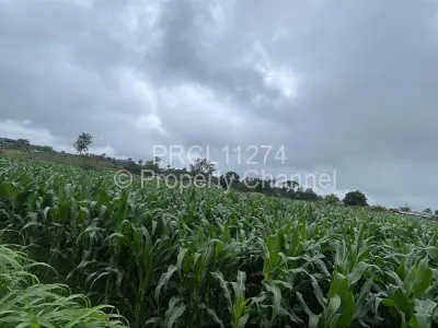 Commercial Stand For Sale in Borrowdale