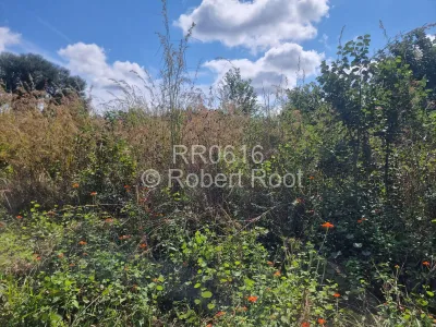 Land for Sale in Helensvale
