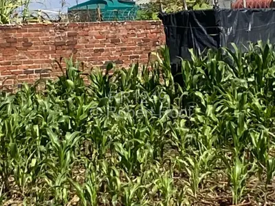 Residential Stand For Sale in Goodhope