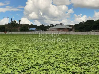 Farm/Plot For Rent in Glen Forest