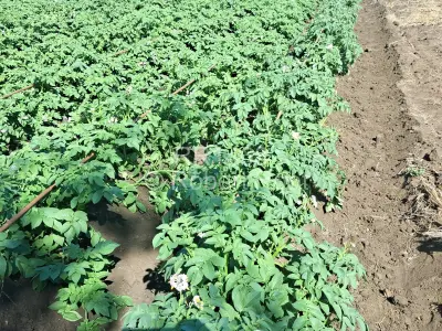 Farm/Plot For Sale in Galloway