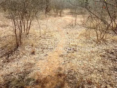 Land for Sale in Chiredzi
