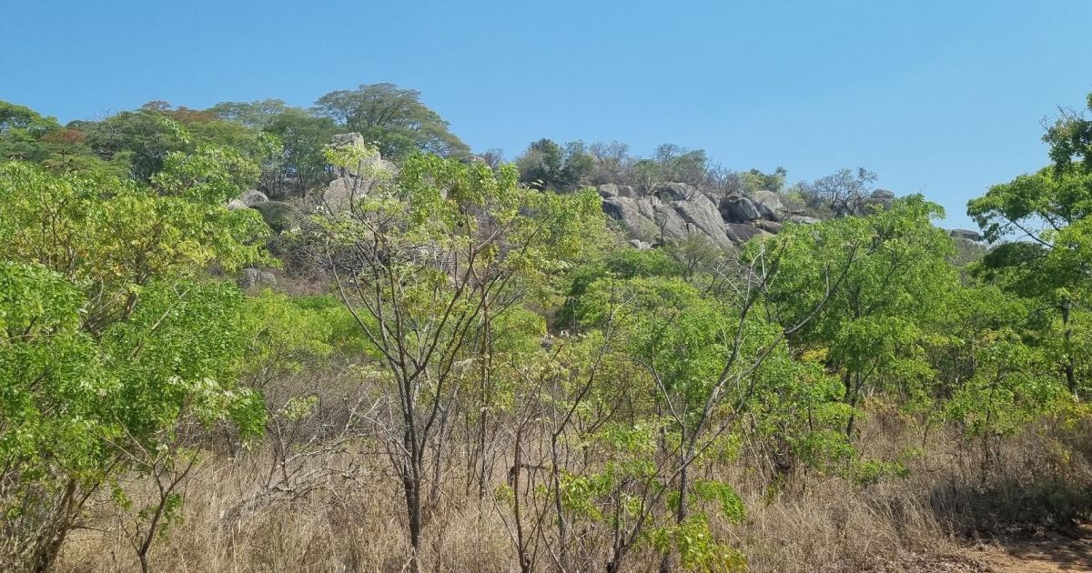 Land for Sale in Masvingo Stands.co.zw