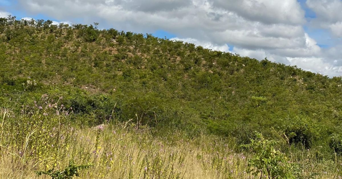 Land for Sale in Goromonzi Stands.co.zw